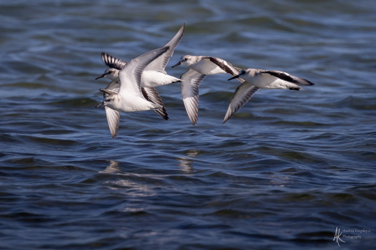 Sanderling - ML646261436