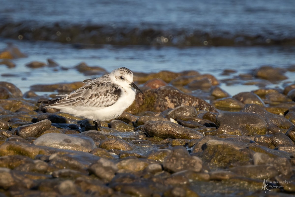 Sanderling - ML646261437