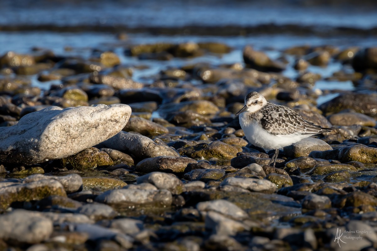 Sanderling - ML646261438