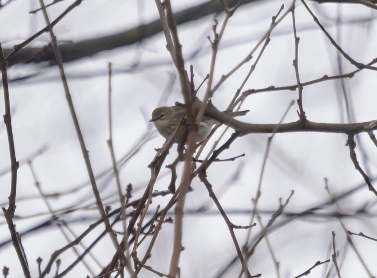 Yellow-rumped Warbler - ML646261439