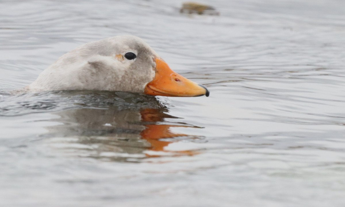 Falkland Steamer-Duck - ML646261441