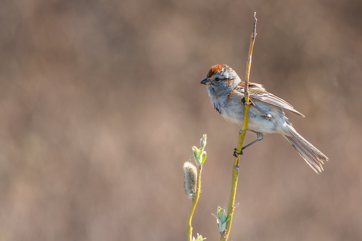 ムナフヒメドリ - ML646261443