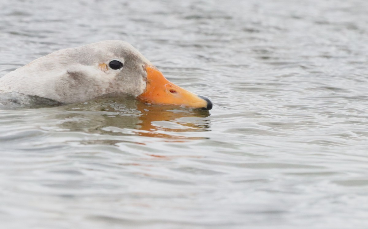 Falkland Steamer-Duck - ML646261449