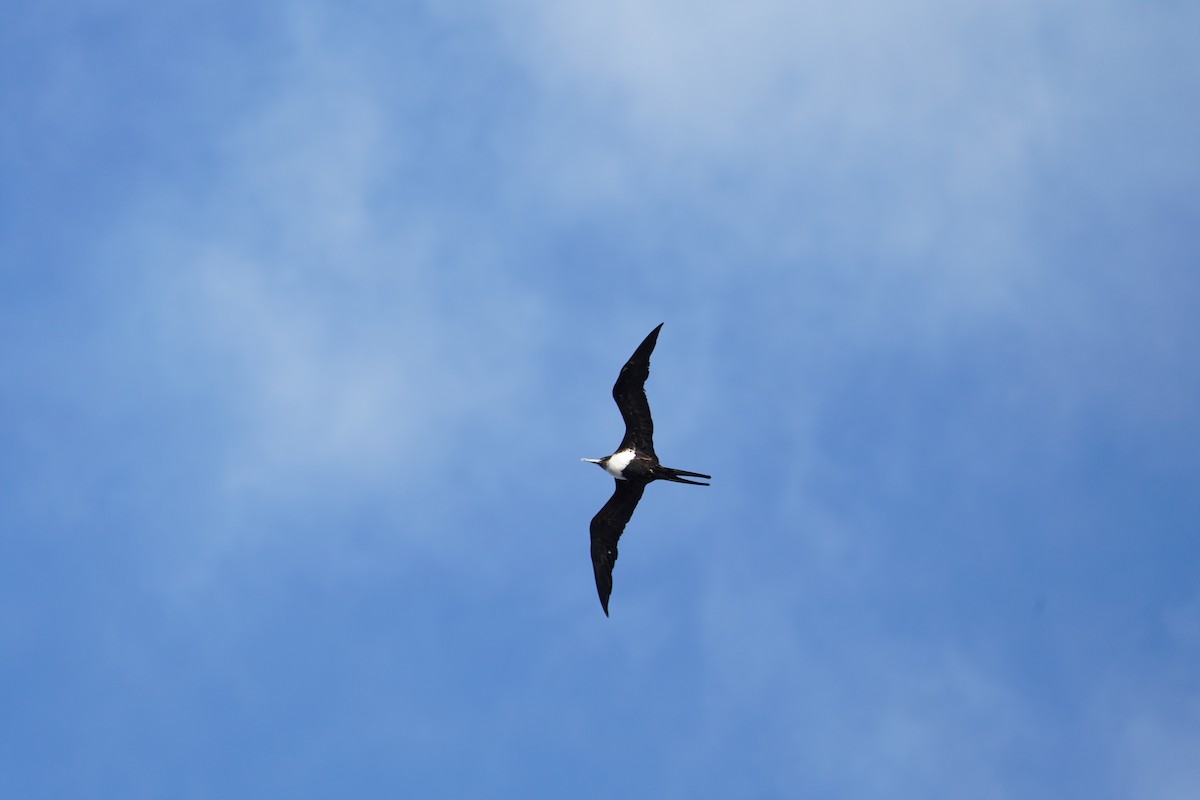 Frégate du Pacifique - ML646261452