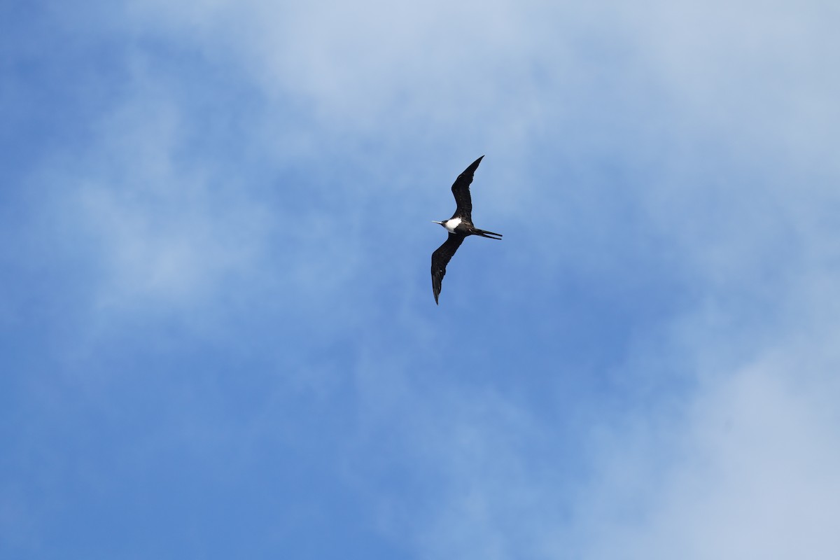 Frégate du Pacifique - ML646261453