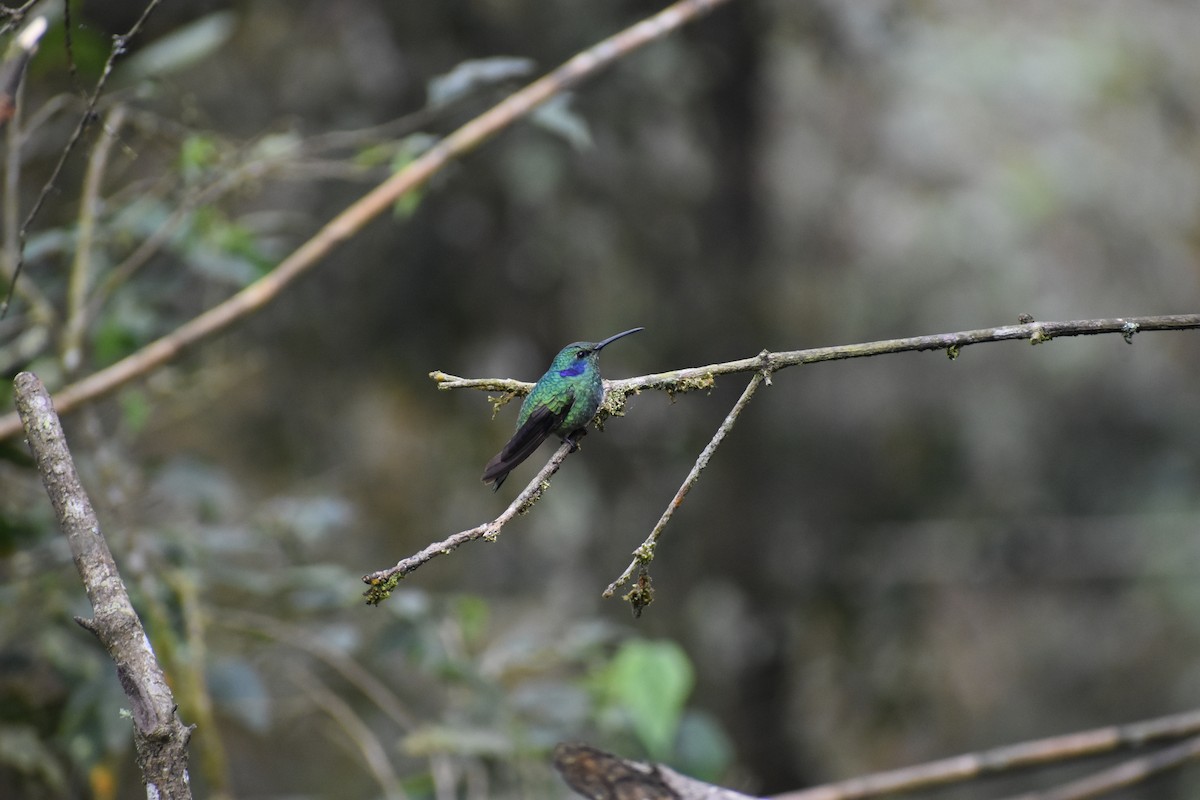 Colibri cyanote - ML646261456