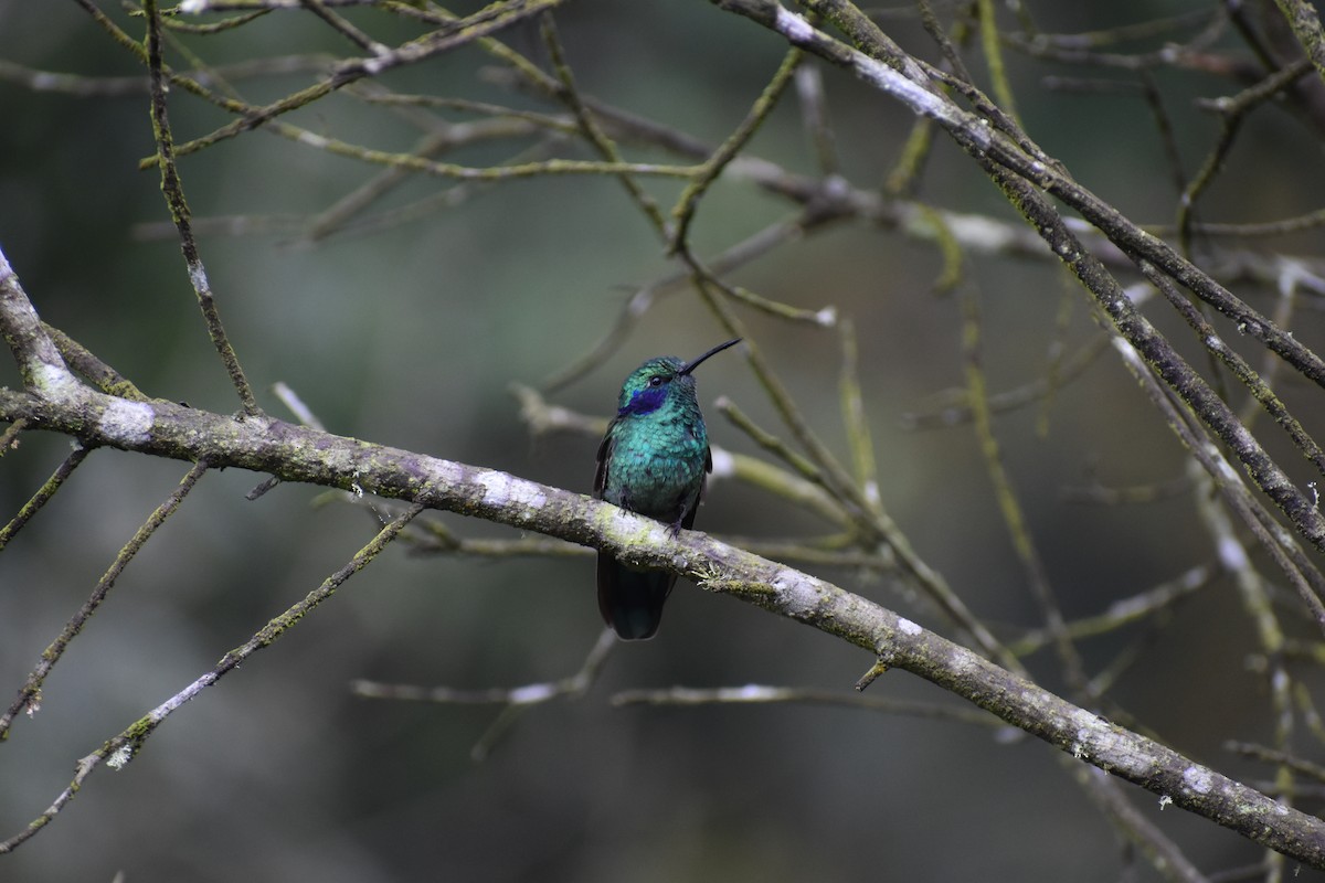 Colibri cyanote - ML646261457