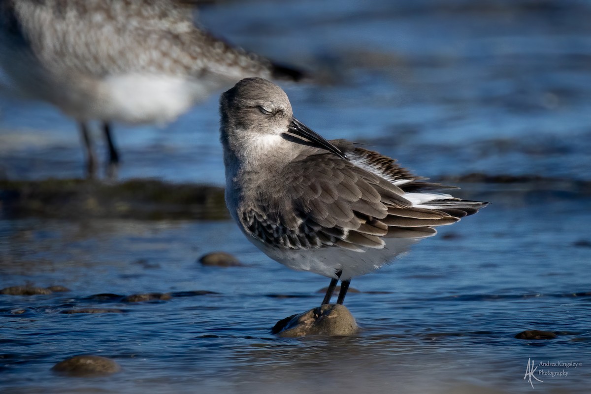 Bécasseau variable - ML646261462