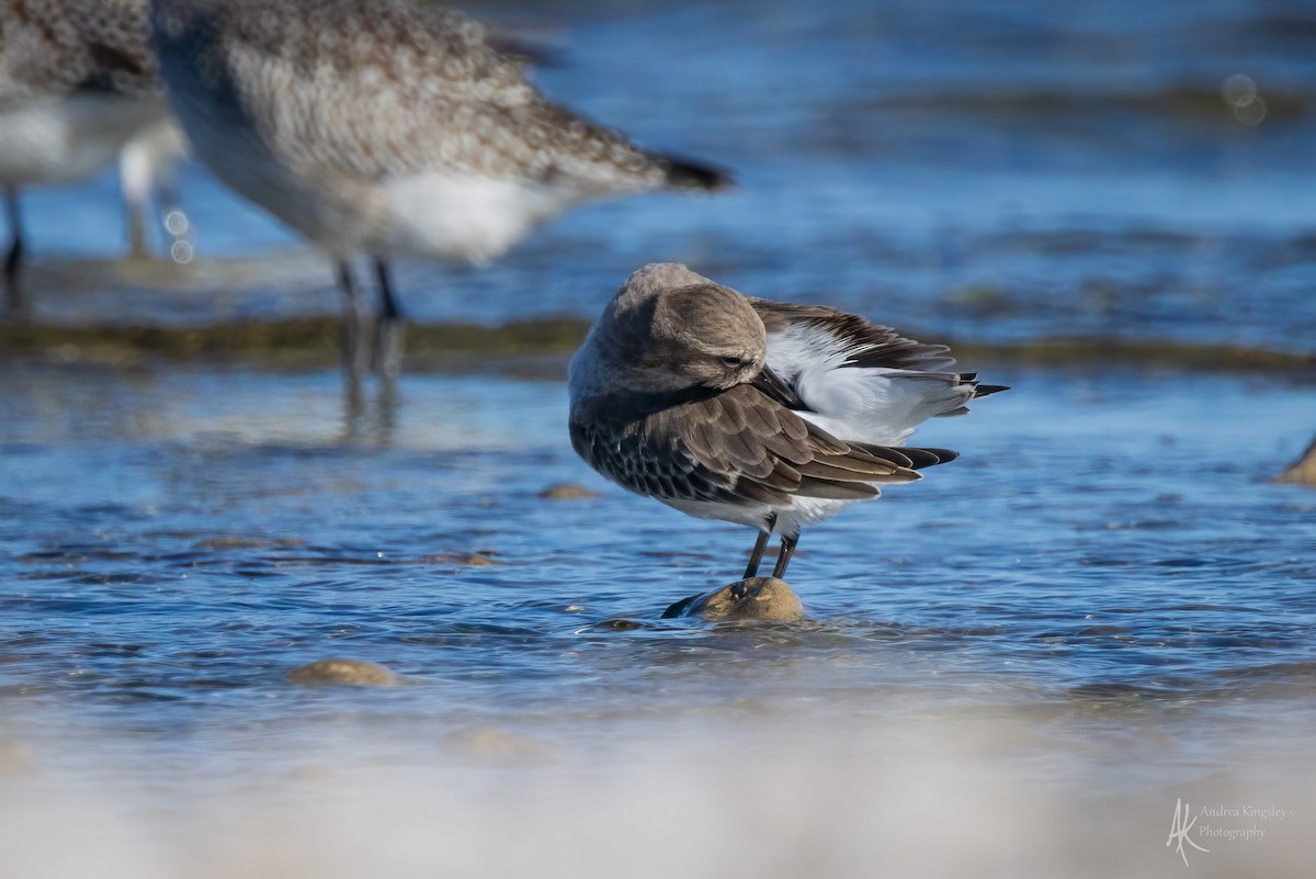 Bécasseau variable - ML646261463