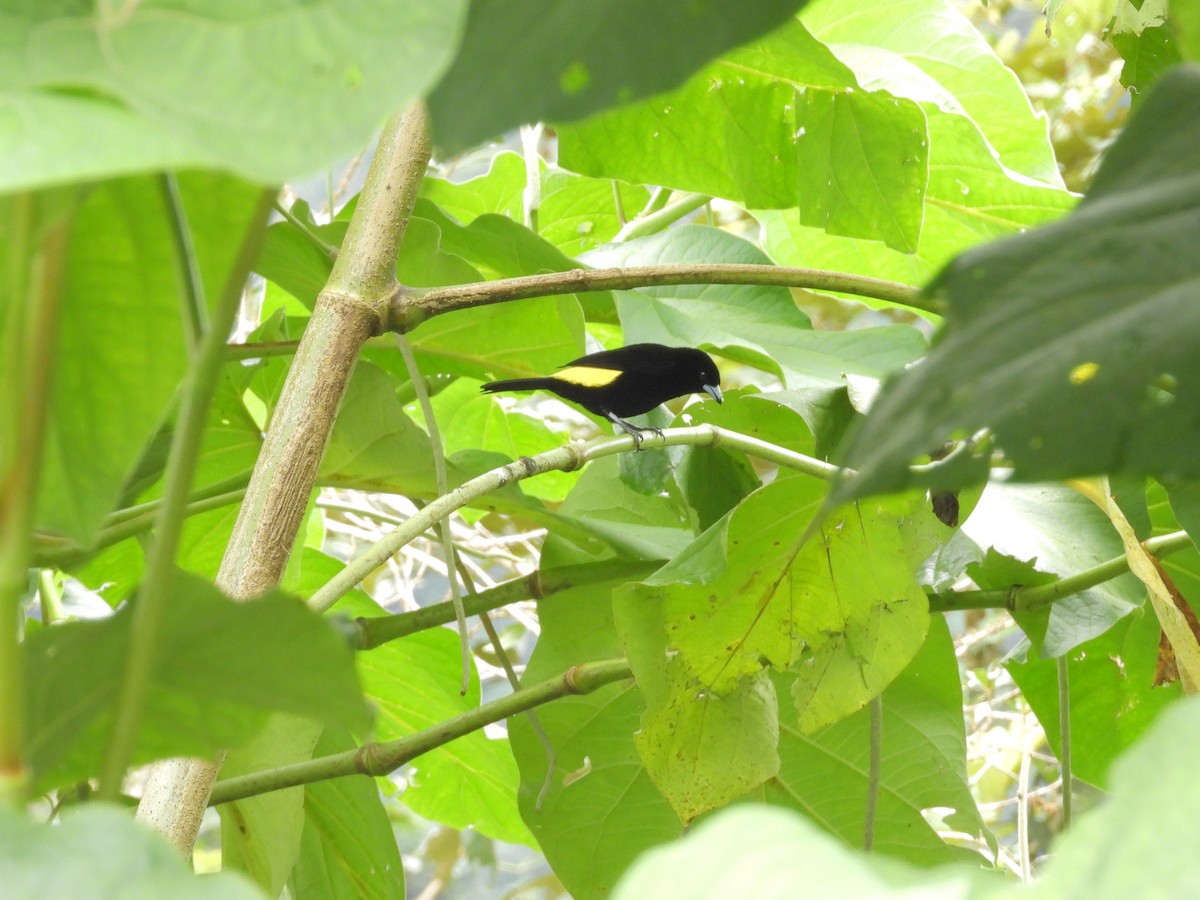 Tangara flamboyant - ML646261464