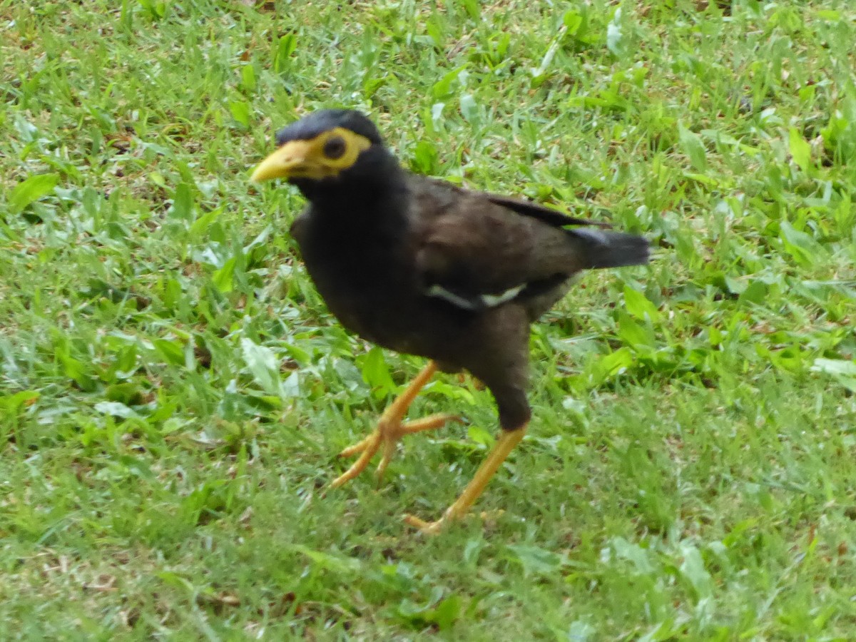 Martin triste - ML646261465