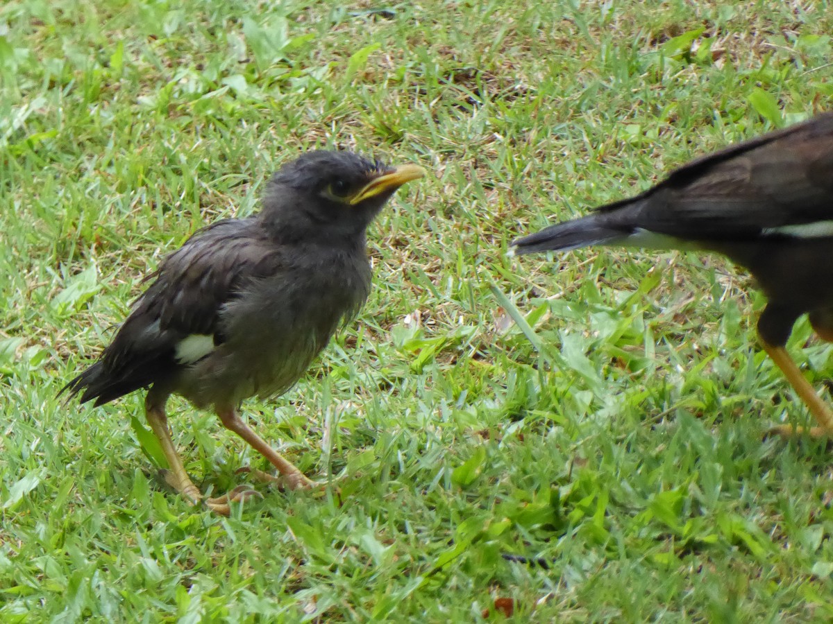 Martin triste - ML646261466