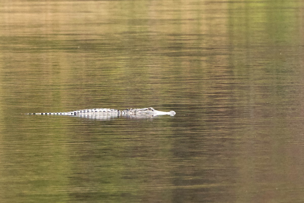 Animals - ML646261467