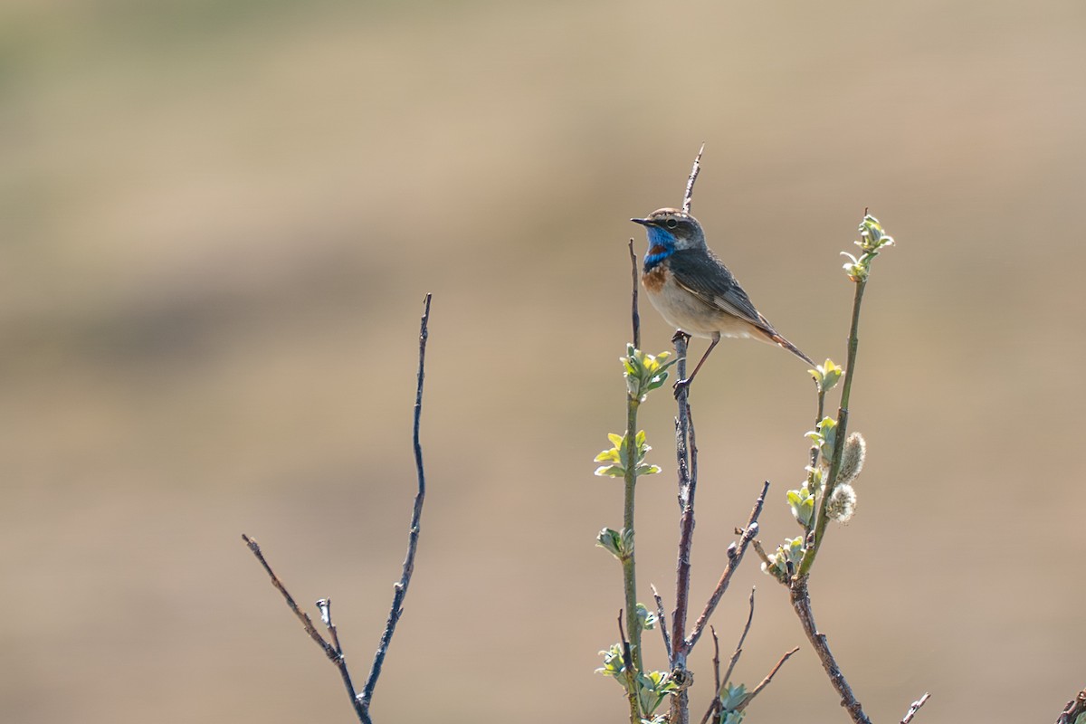 Gorgebleue à miroir - ML646261468