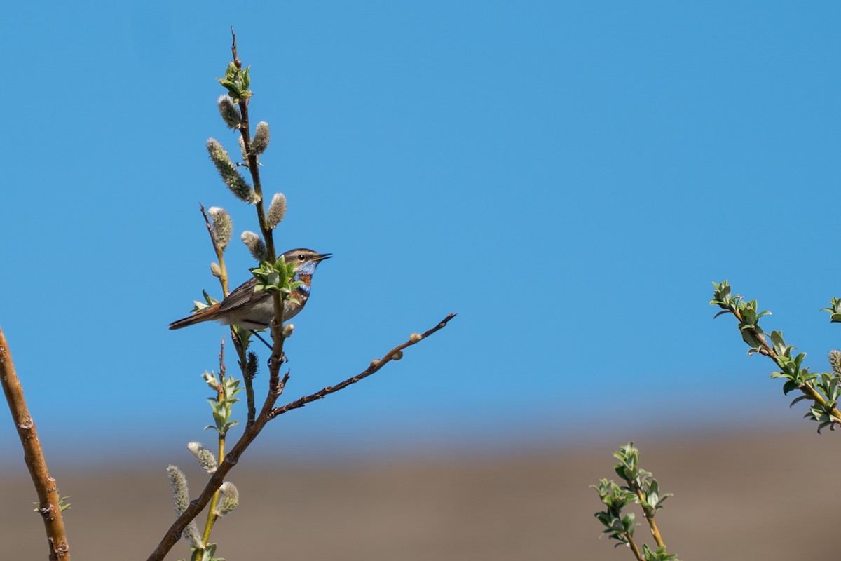 Gorgebleue à miroir - ML646261469