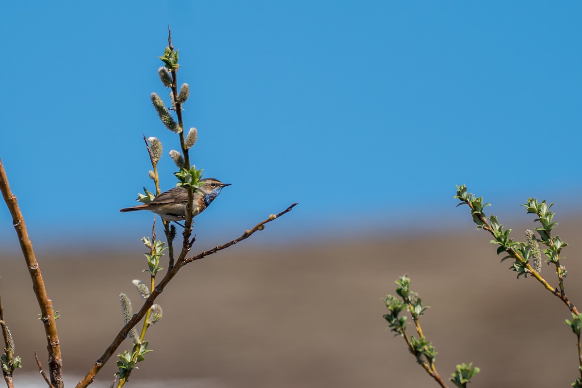 Gorgebleue à miroir - ML646261470