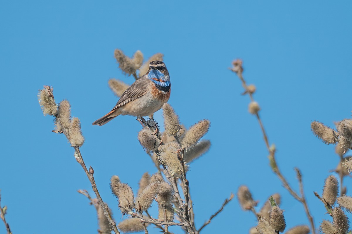 Gorgebleue à miroir - ML646261471
