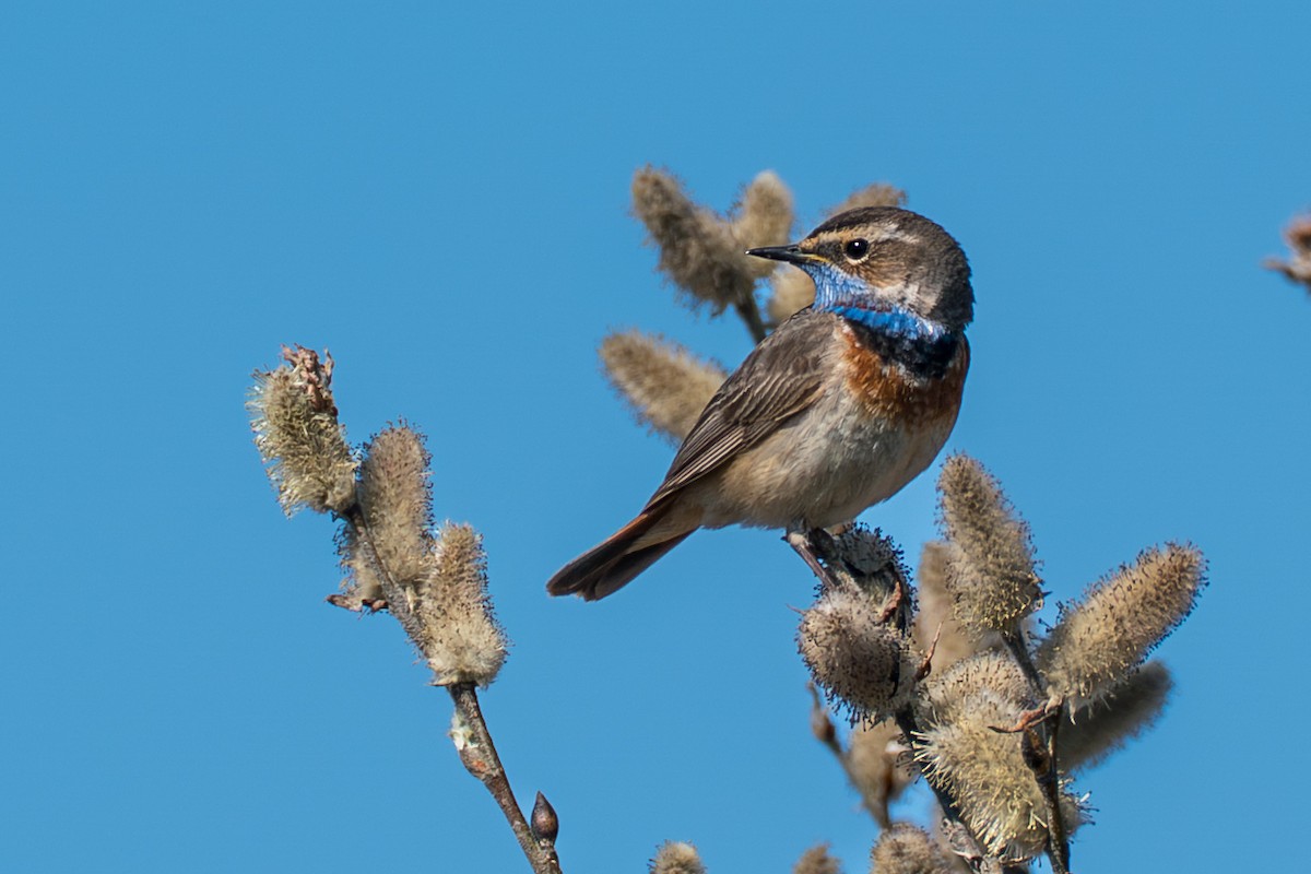 Gorgebleue à miroir - ML646261472