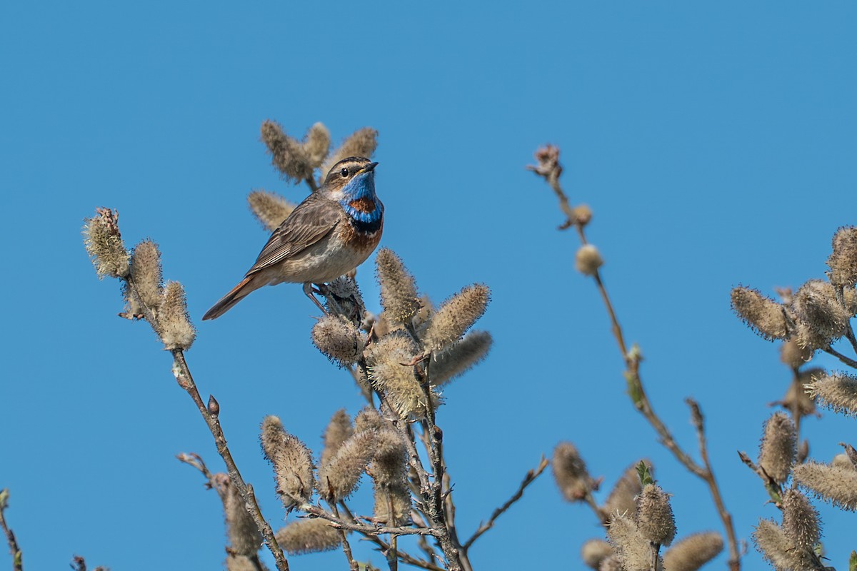 Gorgebleue à miroir - ML646261473