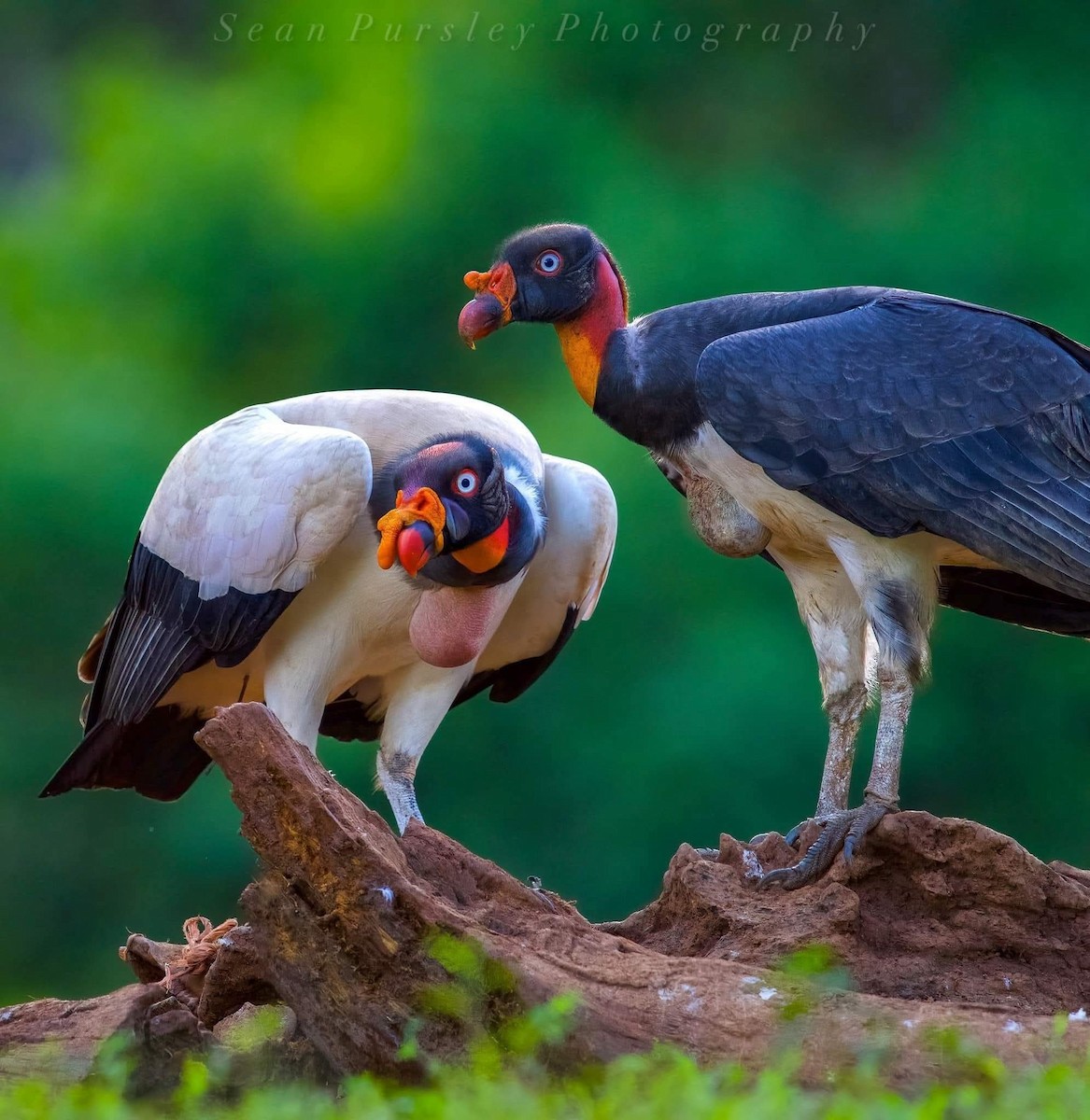 Sarcoramphe roi - ML646261474