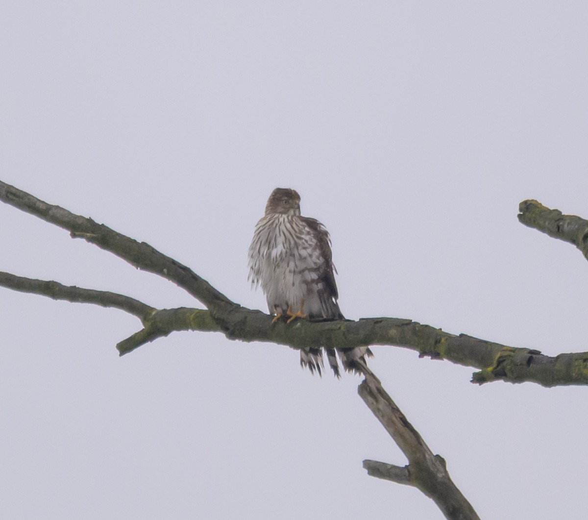 Épervier de Cooper - ML646261475