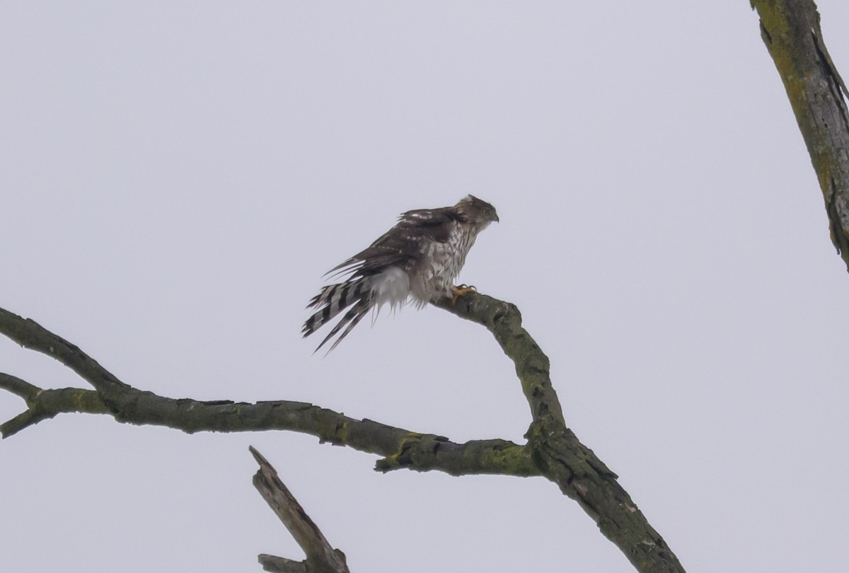 Épervier de Cooper - ML646261476