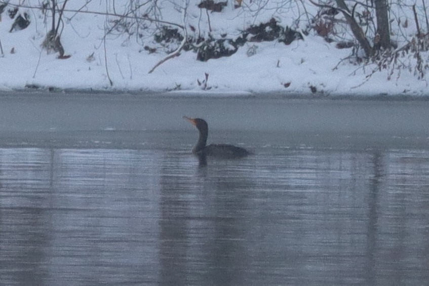 Cormoran à aigrettes - ML646261477