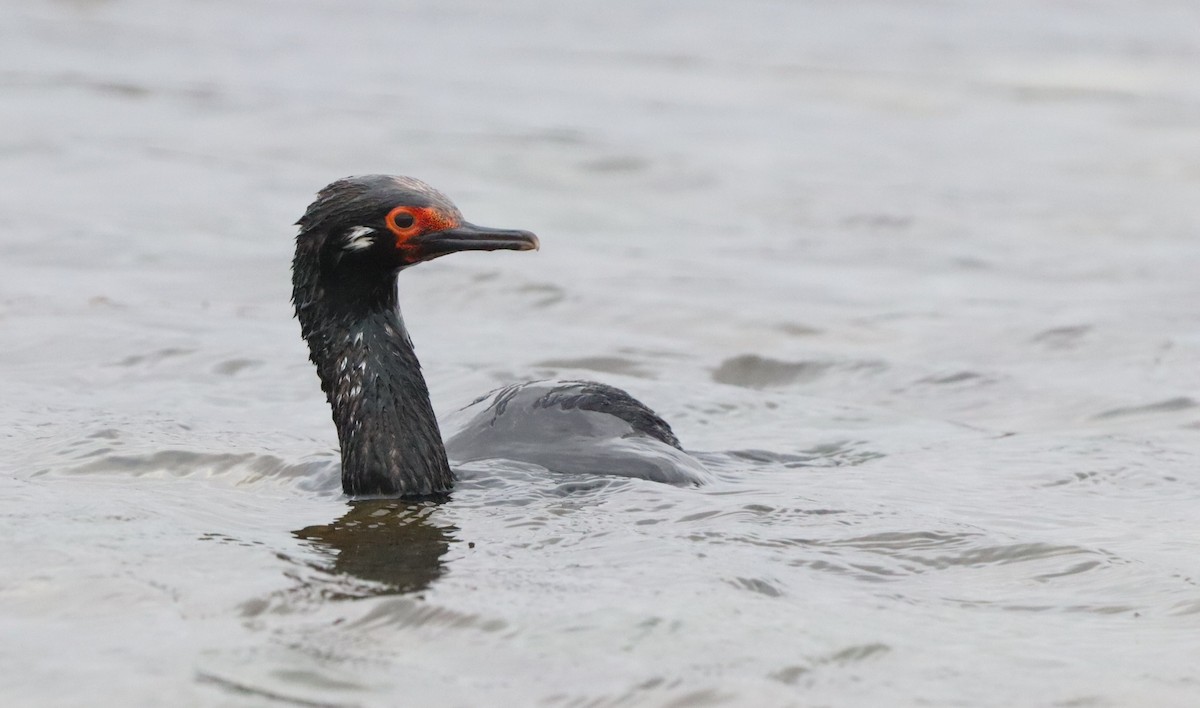 Cormoran de Magellan - ML646261478