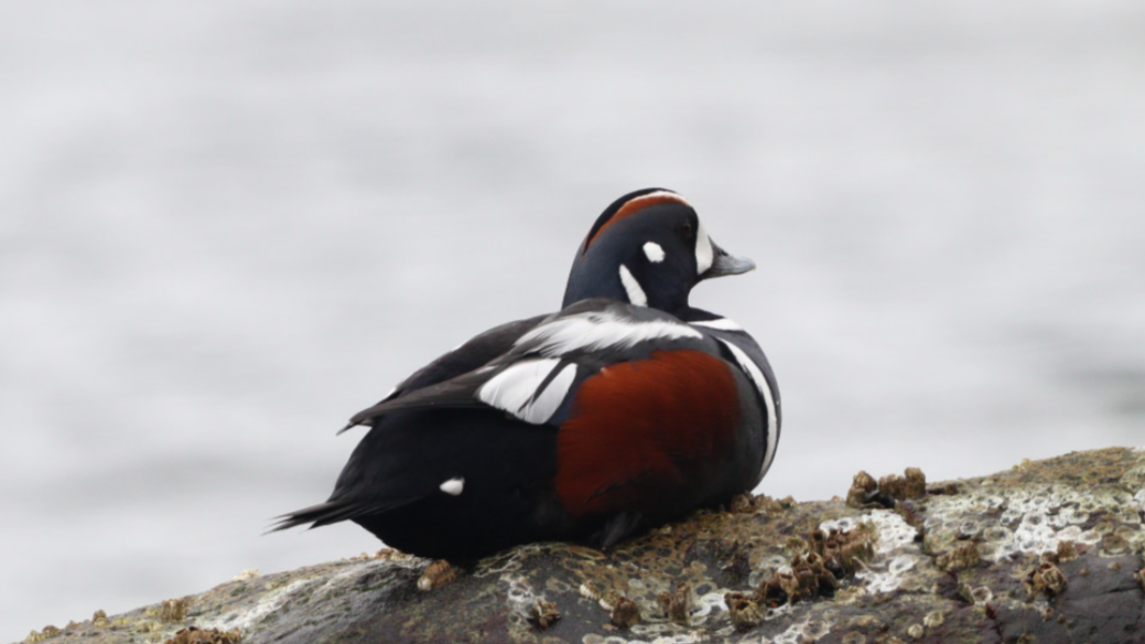 Arlequin plongeur - ML646261479