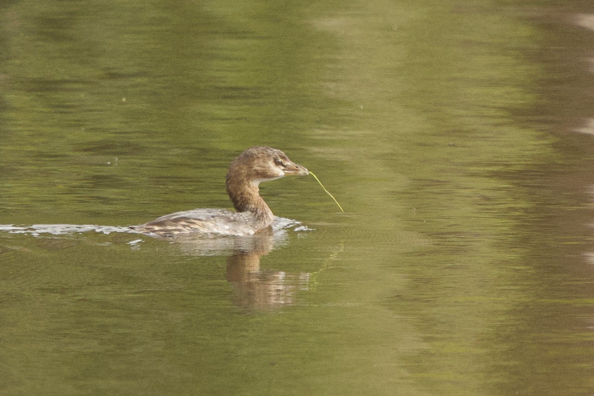 Grèbe à bec bigarré - ML646261480