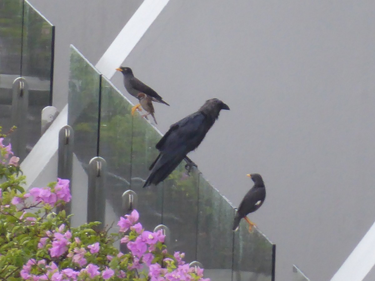 Martin de Java - ML646261481