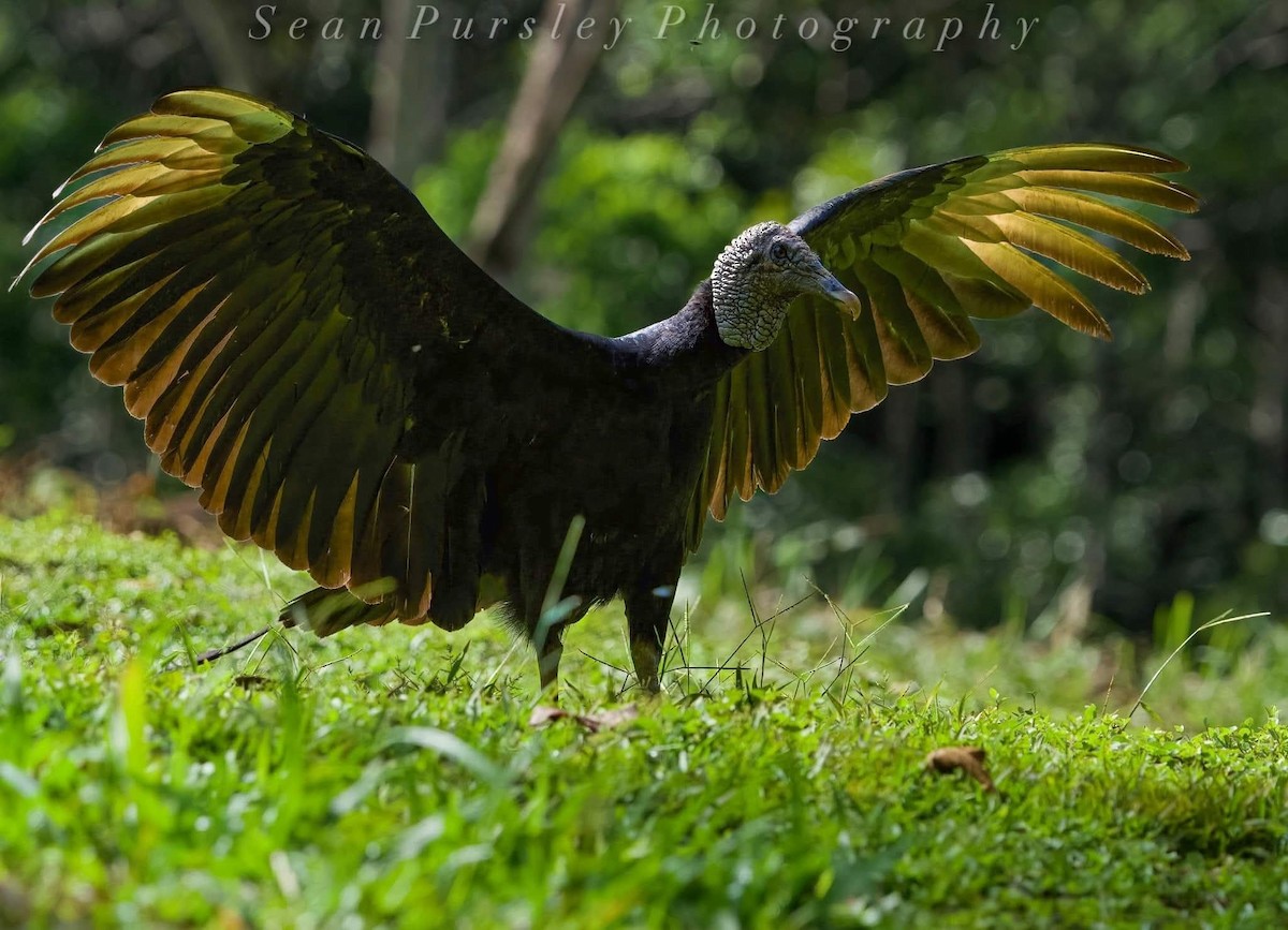 Urubu noir - ML646261482