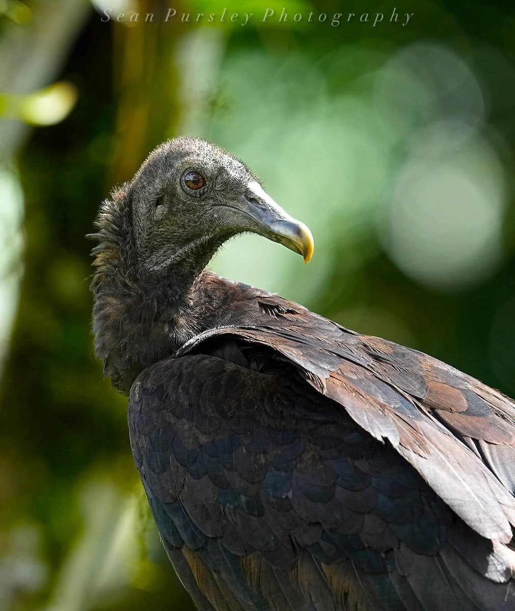 Urubu noir - ML646261483