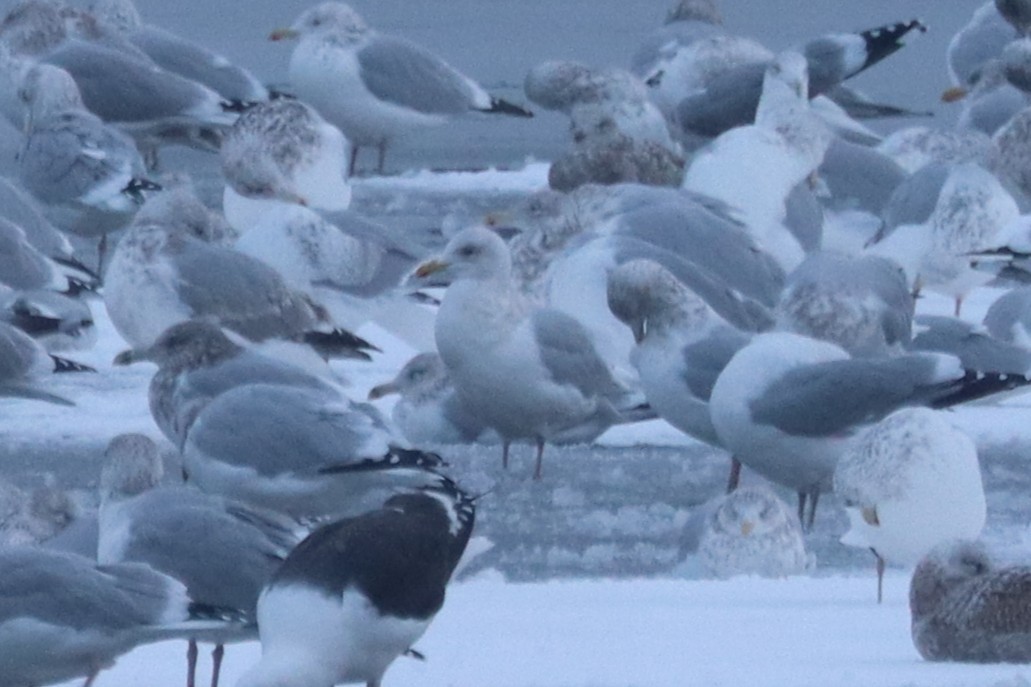 Goéland arctique - ML646261488