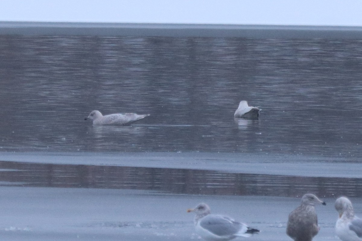 Goéland arctique - ML646261489