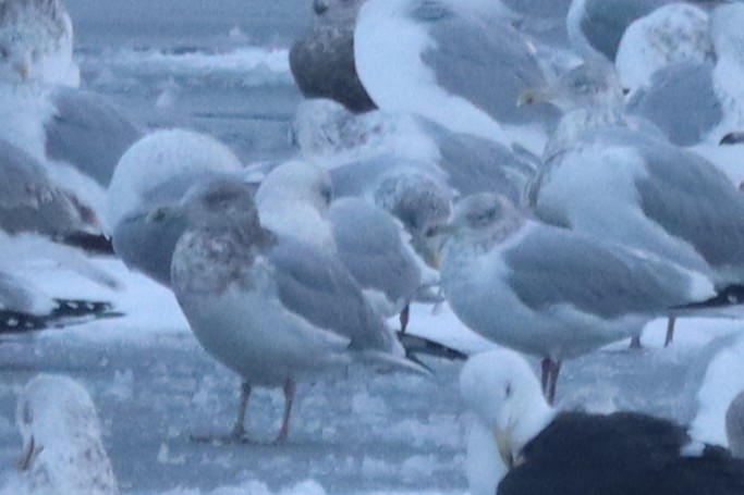 Goéland arctique - ML646261490