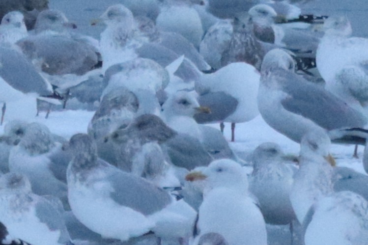 Goéland arctique - ML646261491