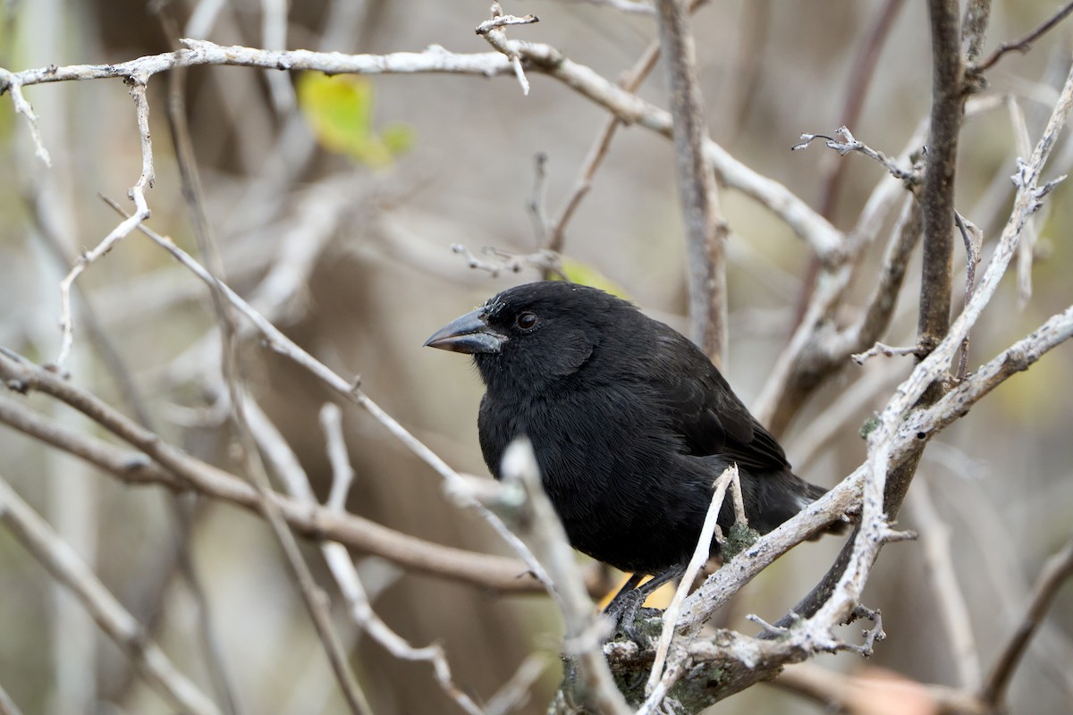 Common Cactus-Finch - ML646261493