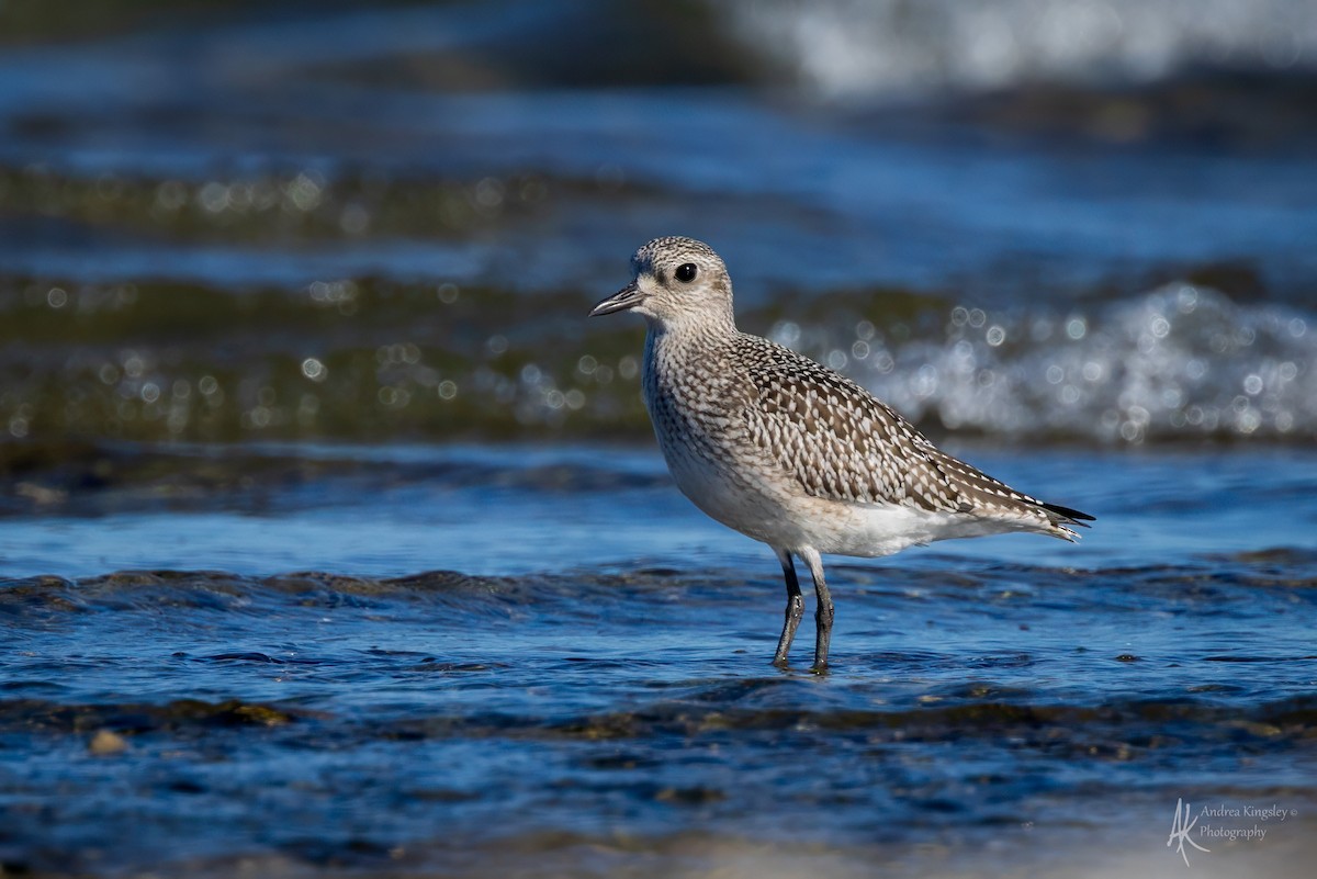 Black-bellied Plover - ML646261494