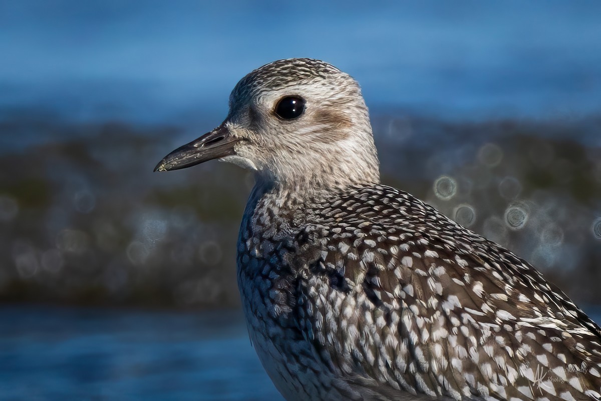 Black-bellied Plover - ML646261495
