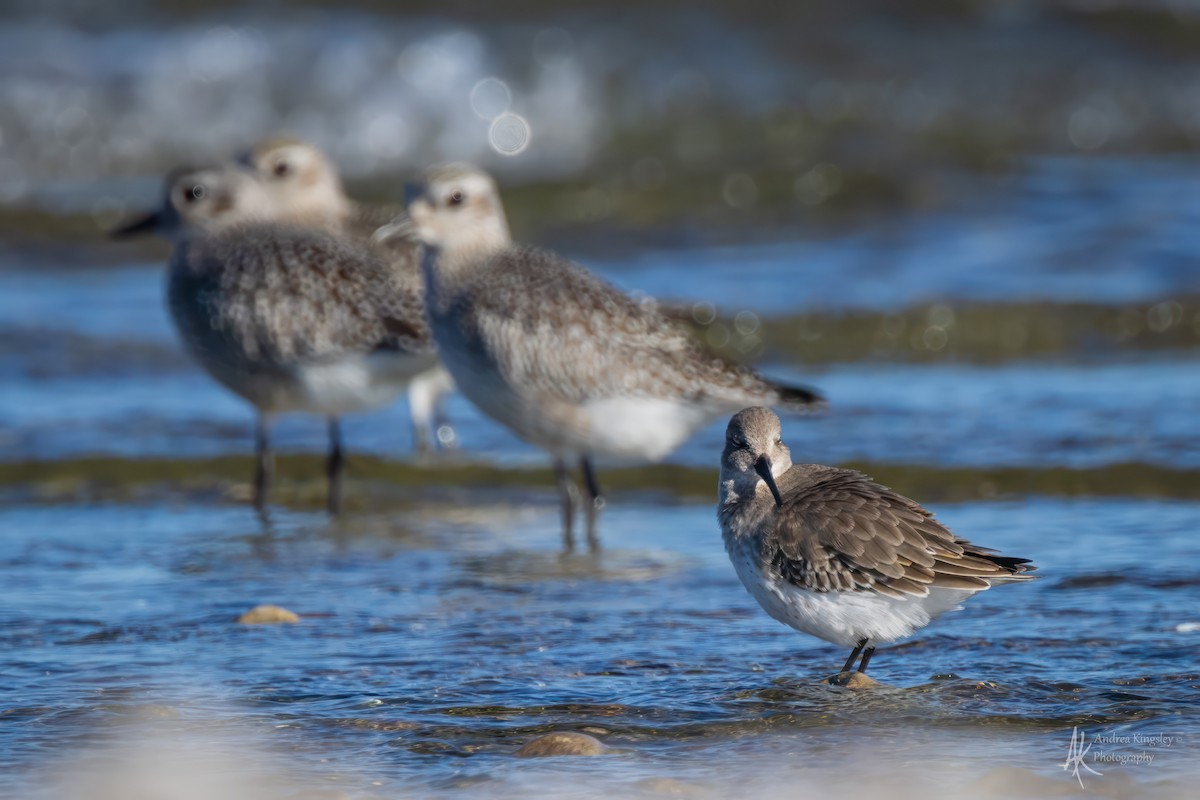 Dunlin - ML646261496