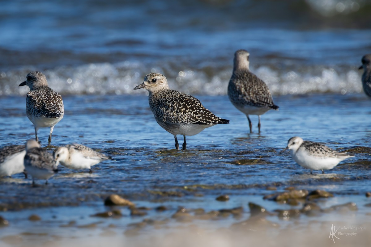 Black-bellied Plover - ML646261497