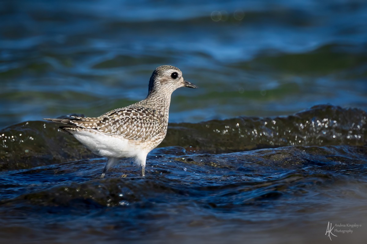 Black-bellied Plover - ML646261498