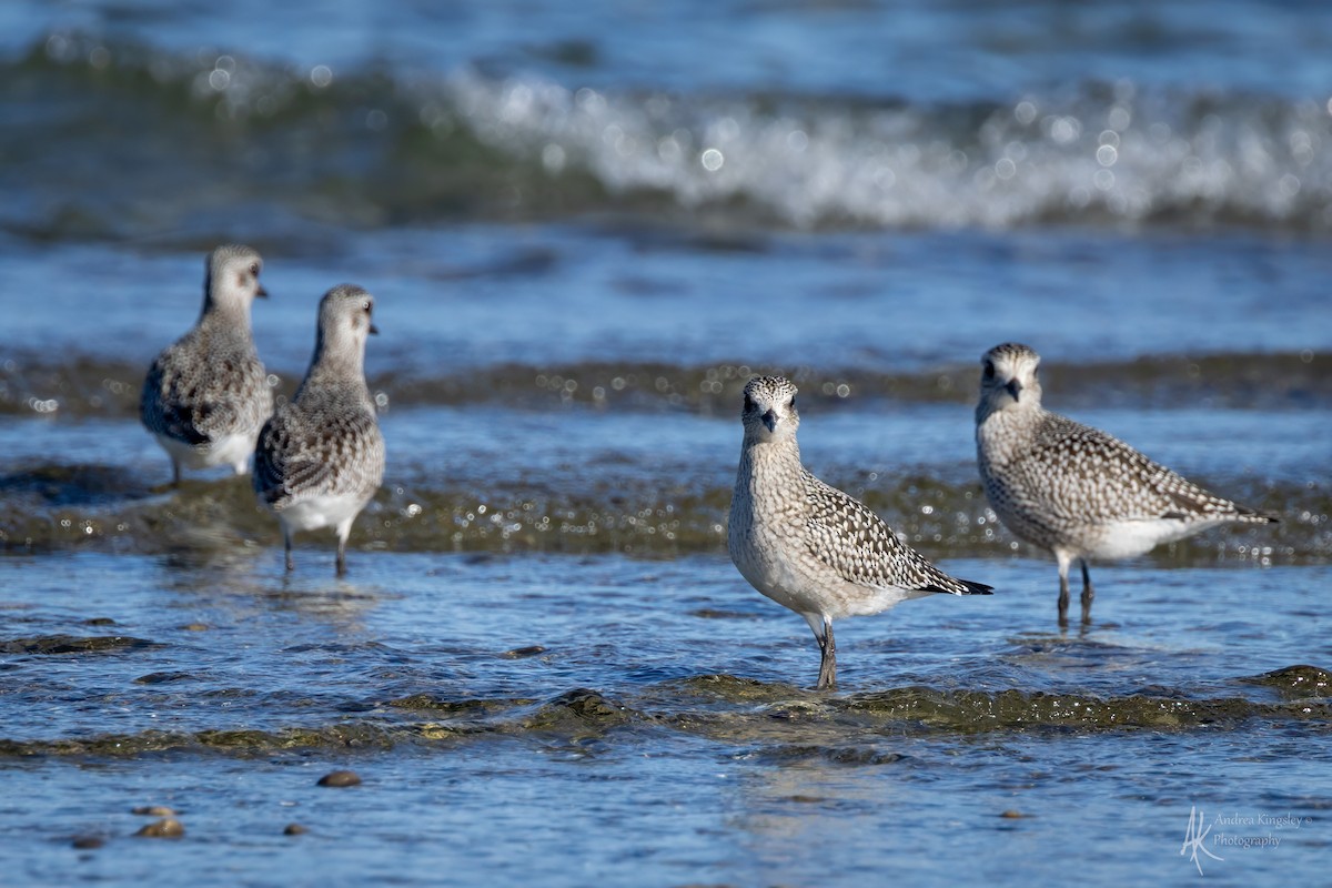 Black-bellied Plover - ML646261499