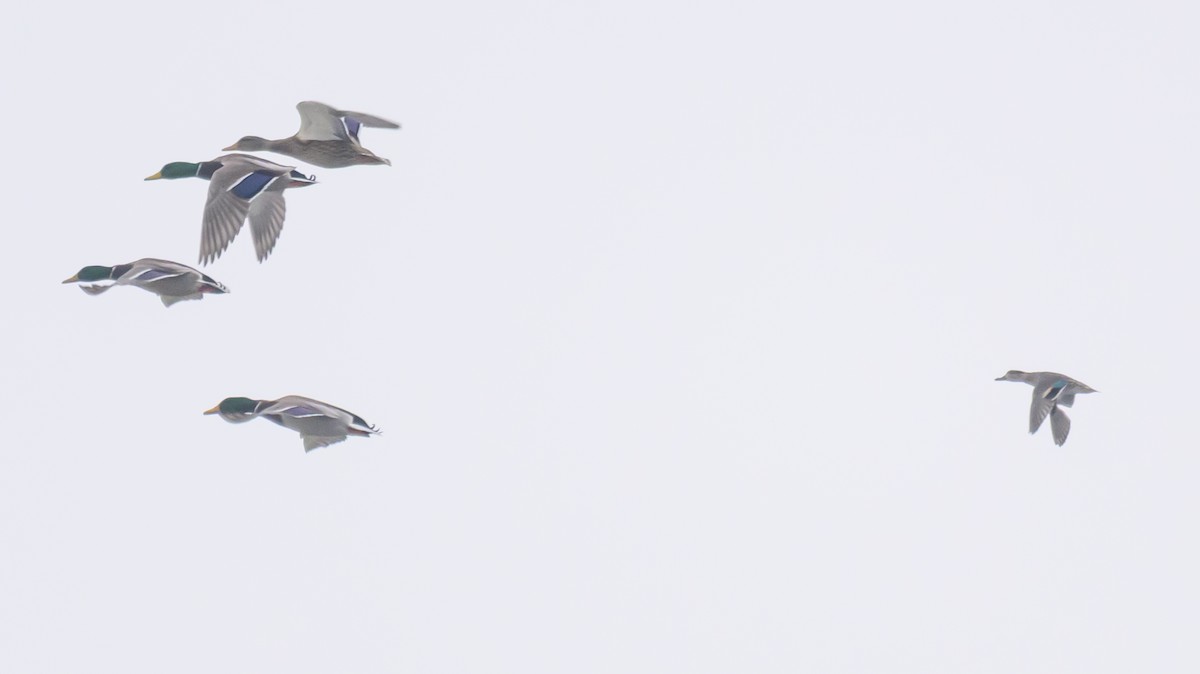 Green-winged Teal - ML646261501