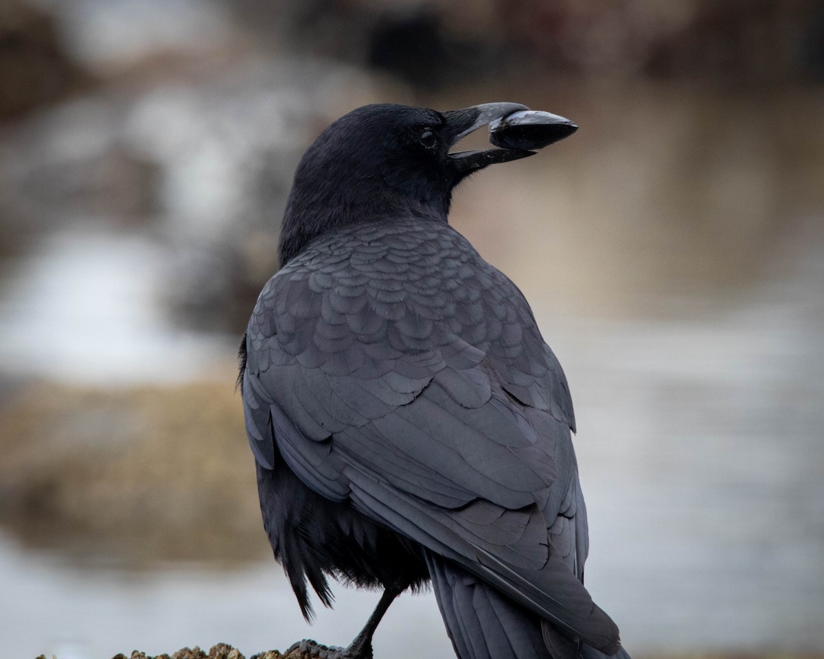 Amerika Kargası - ML646261503