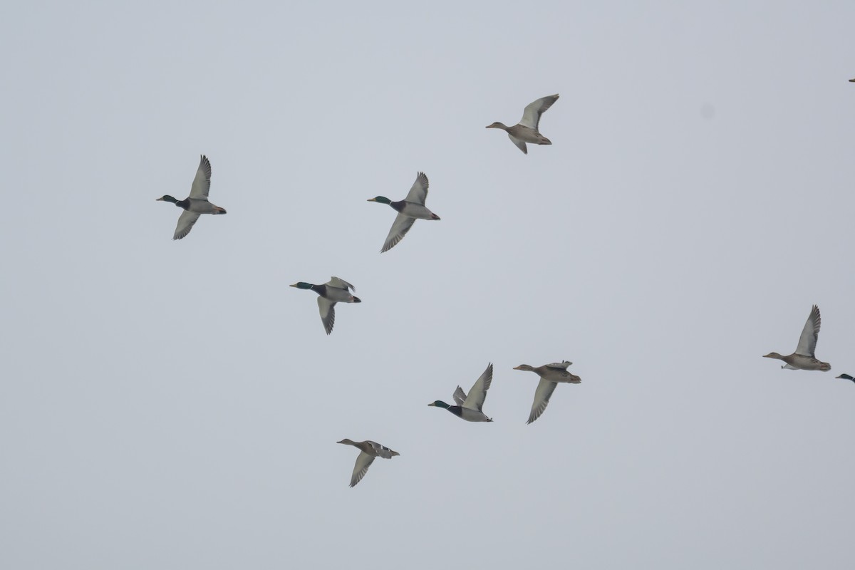 Mallard - ML646261504