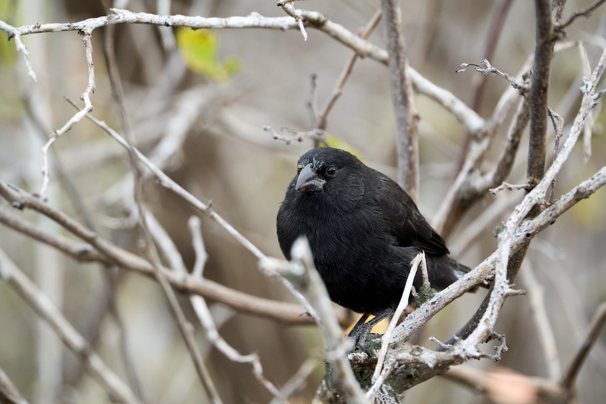 Common Cactus-Finch - ML646261510