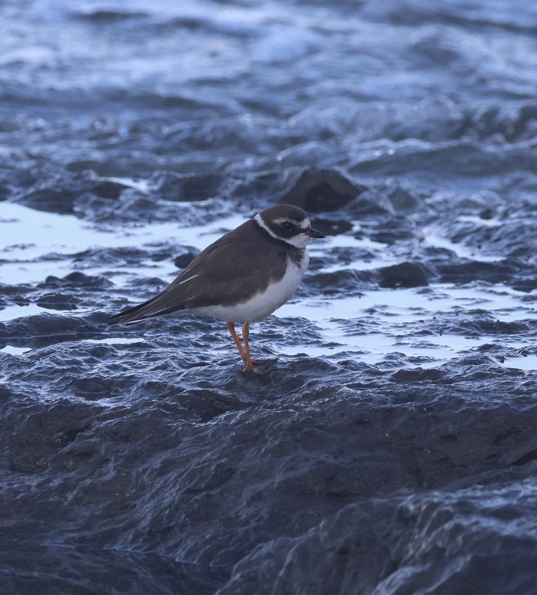 ミズカキチドリ - ML646261511