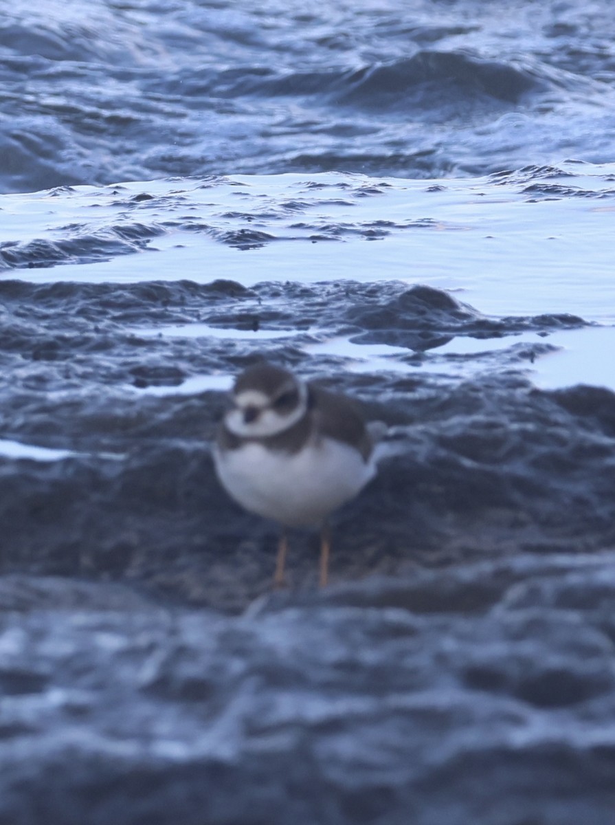 ミズカキチドリ - ML646261512